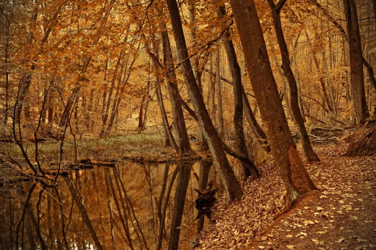 sophrologie en automne pour ralentir comme la nature